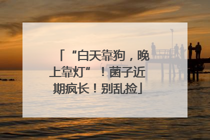 “白天靠狗，晚上靠灯”！菌子近期疯长！别乱捡