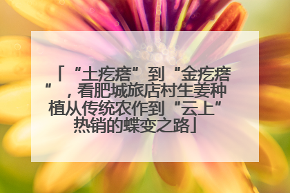 “土疙瘩”到“金疙瘩”，看肥城旅店村生姜种植从传统农作到“云上”热销的蝶变之路