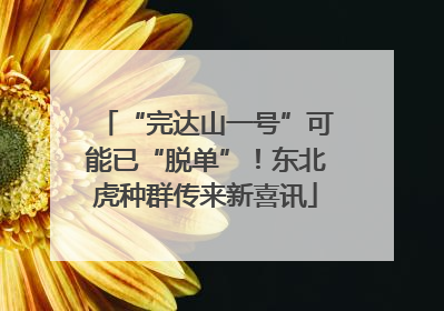 “完达山一号”可能已“脱单”！东北虎种群传来新喜讯