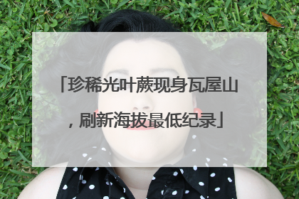 珍稀光叶蕨现身瓦屋山，刷新海拔最低纪录