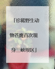 珍稀野生动物苍鹰首次现身三峡坝区