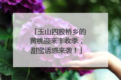 玉山四股桥乡的黄桃迎来丰收季，甜蜜诱惑来袭！