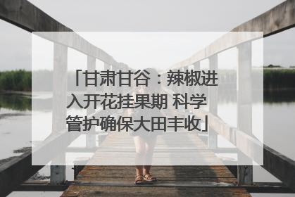 甘肃甘谷：辣椒进入开花挂果期 科学管护确保大田丰收