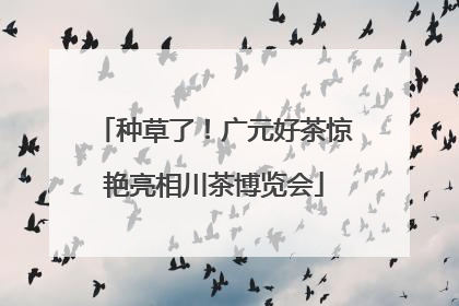 种草了！广元好茶惊艳亮相川茶博览会