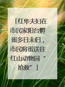 红隼夫妇在市民家阳台孵蛋多日未归，市民将蛋送往红山动物园“抢救”