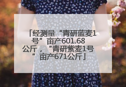 经测量“青研蓝麦1号”亩产601.68公斤，“青研紫麦1号”亩产671公斤