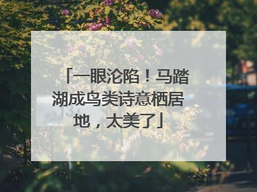 一眼沦陷！马踏湖成鸟类诗意栖居地，太美了