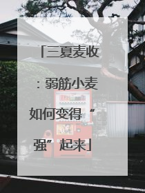 三夏麦收:弱筋小麦如何变得“强”起来