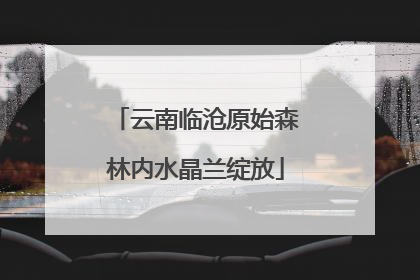 云南临沧原始森林内水晶兰绽放
