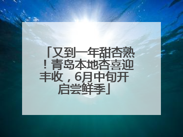 又到一年甜杏熟！青岛本地杏喜迎丰收，6月中旬开启尝鲜季