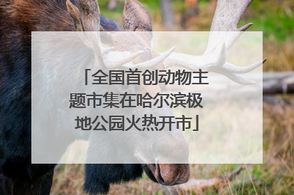 全国首创动物主题市集在哈尔滨极地公园火热开市