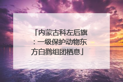 内蒙古科左后旗：一级保护动物东方白鹳组团栖息