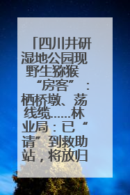 四川井研湿地公园现野生猕猴 “房客”：栖桥墩、荡线缆……林业局：已“请”到救助站，将放归自然