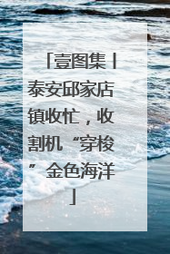 壹图集丨泰安邱家店镇收忙，收割机“穿梭”金色海洋