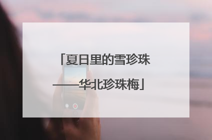 夏日里的雪珍珠——华北珍珠梅