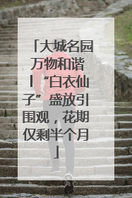 大城名园 万物和谐│“白衣仙子”盛放引围观，花期仅剩半个月