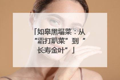 如皋黑塌菜：从“霜打趴菜”到“长寿金叶”