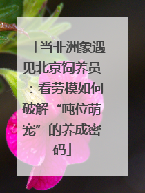 当非洲象遇见北京饲养员：看劳模如何破解“吨位萌宠”的养成密码
