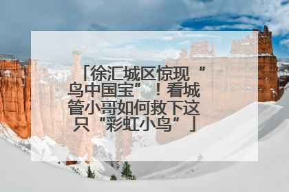 徐汇城区惊现“鸟中国宝”！看城管小哥如何救下这只“彩虹小鸟”