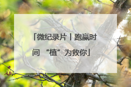 微纪录片丨跑赢时间 “植”为救你