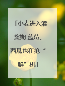 小麦进入灌浆期 蓝莓、西瓜也在抢“鲜”机