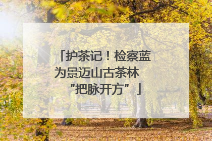 护茶记！检察蓝为景迈山古茶林 “把脉开方”