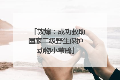 敦煌：成功救助国家二级野生保护动物小苇鳽