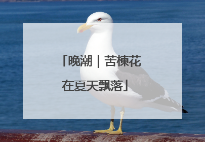 晚潮｜苦楝花在夏天飘落