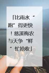 比雨水“跑”得更快！慈溪梅农与天争“鲜”忙抢收