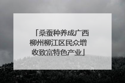 桑蚕种养成广西柳州柳江区民众增收致富特色产业