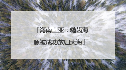 海南三亚：糙齿海豚被成功放归大海