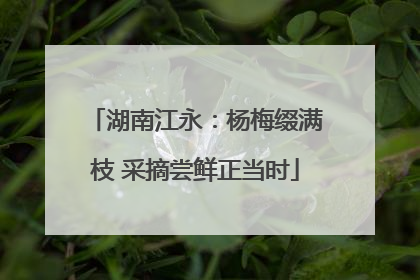 湖南江永：杨梅缀满枝 采摘尝鲜正当时