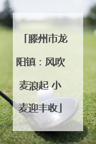 滕州市龙阳镇：风吹麦浪起 小麦迎丰收