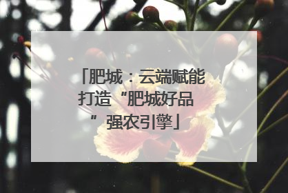 肥城：云端赋能 打造“肥城好品”强农引擎