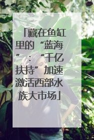 藏在鱼缸里的“蓝海”：“千亿扶持”加速激活西部水族大市场