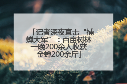 记者深夜直击“捕蝉大军”：百亩树林一晚200余人收获金蝉200余斤