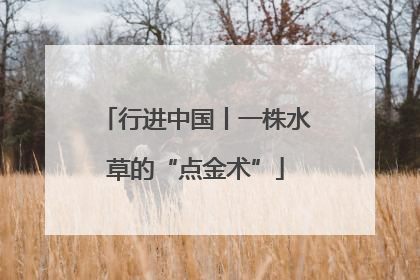 行进中国丨一株水草的“点金术”
