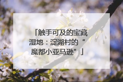 触手可及的宝藏湿地：淀湖村的“魔都小亚马逊”