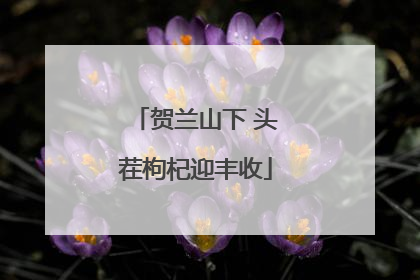 贺兰山下 头茬枸杞迎丰收