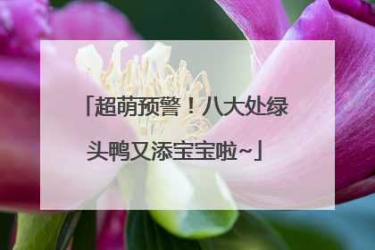 超萌预警！八大处绿头鸭又添宝宝啦~