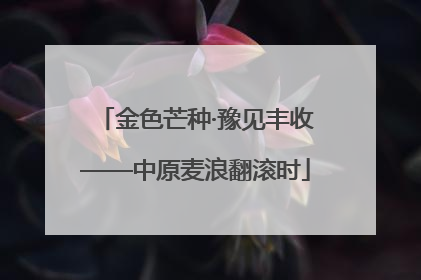 金色芒种·豫见丰收——中原麦浪翻滚时