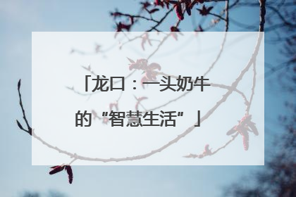 龙口：一头奶牛的“智慧生活”